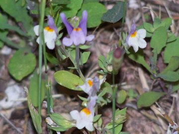 Linaria reflexa